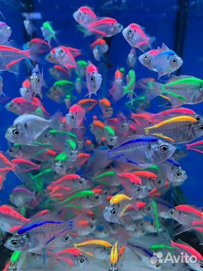 Стеклянный окунь