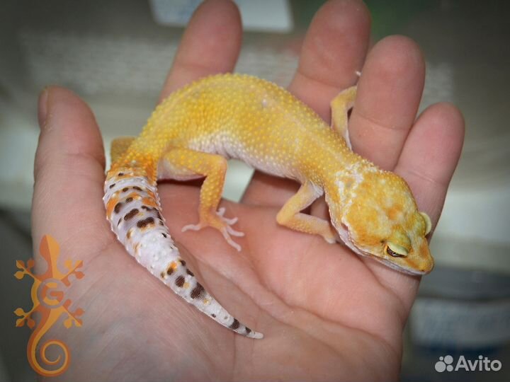 Пятнистый эублефар по лини та 2022 самцы и самки