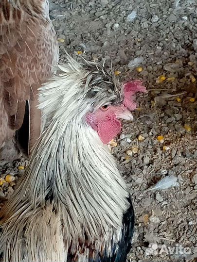 Карликовые куры