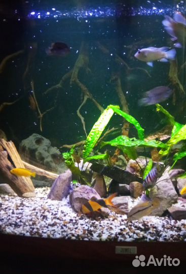 Корм для рыб Tetra Pond Sticks