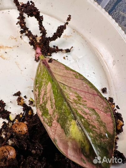 Замиокулькас вариегатный блек пинк оранж