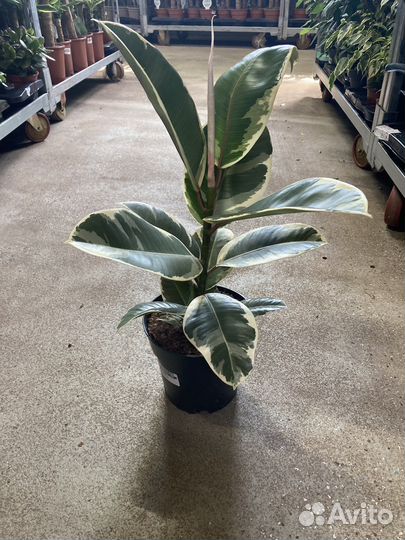 Фикусы разные виды