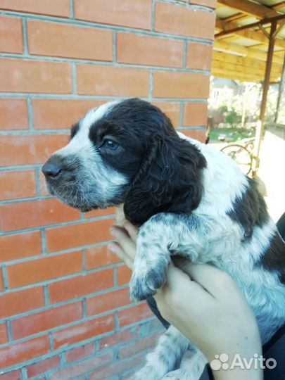 Русский спаниель