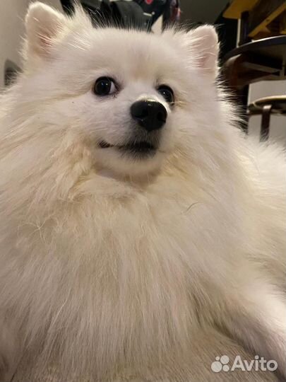 Немецкий шпиц ищет невесту (не продается)