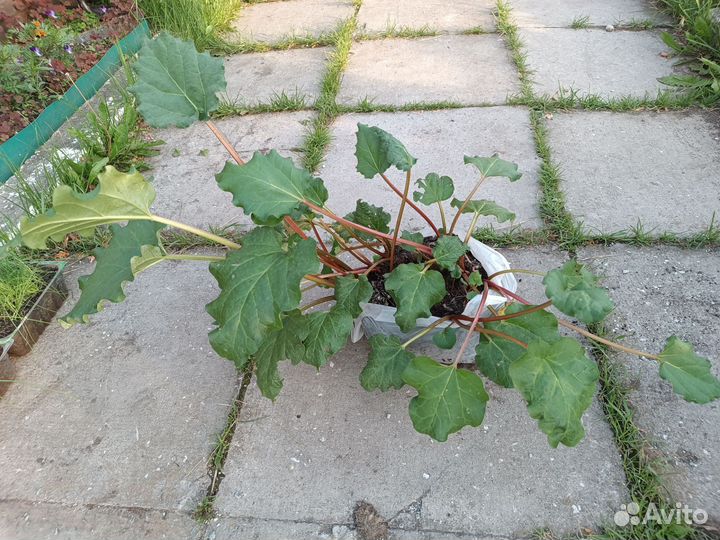 Рассада ревеня