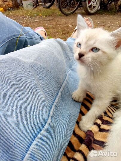 Шатланские котята