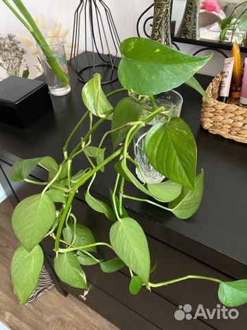 Комнатное растение Сциндапсус с историей