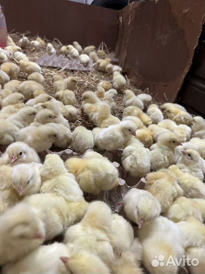 Кобб500 Росс 308 бройлер