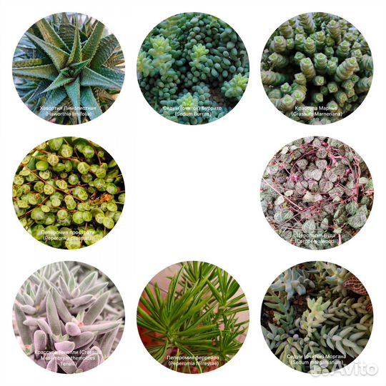 Суккуленты