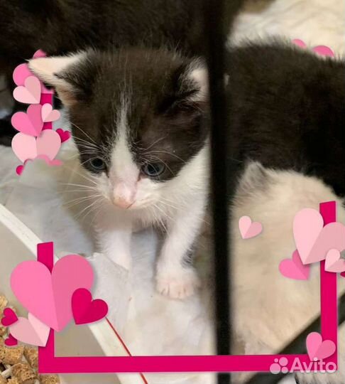 Четыре котенка