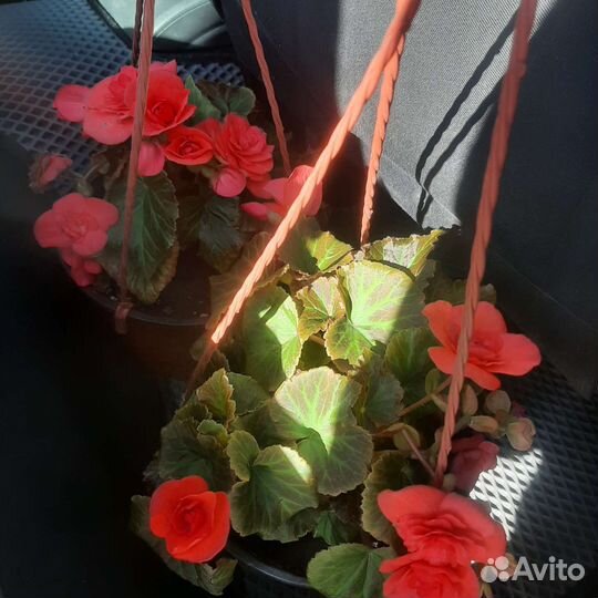Петуния ампельная в кашпо, герань, бегония