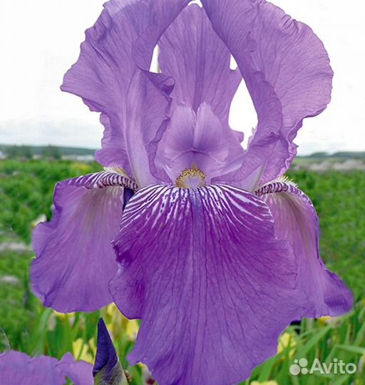 Ирис бородатый высокорослый Финея