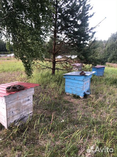 Улей с пчёлами