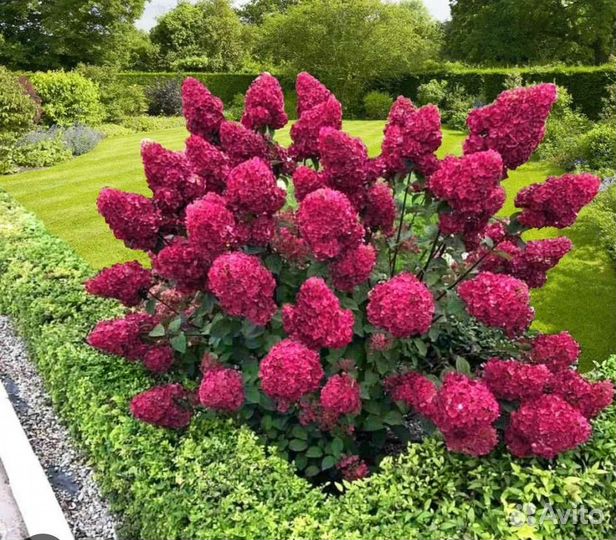 Гортензии (сортов много в наличии)