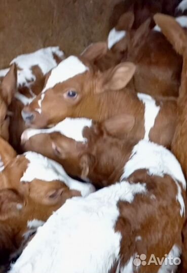 Бычки на откорм