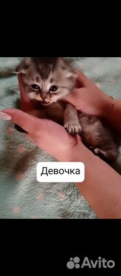 Британские вислоухие котята