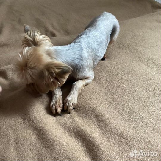 Йоркширский терьер вязка