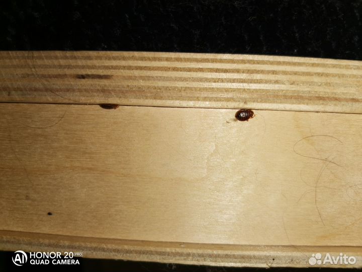 Уничтожение любых насекомых.Клопы, тараканы, блохи