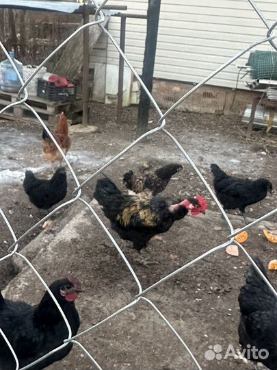 Петух голошейки и брама