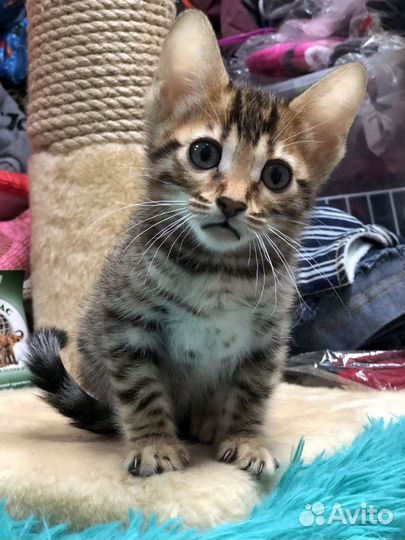 Бенгальские котята