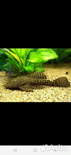 Аквариумные рыбки