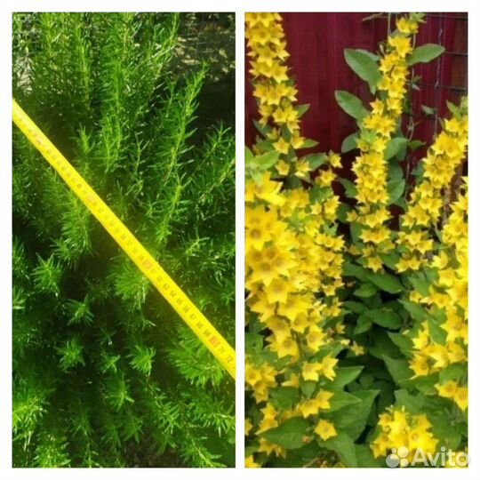 Бадан, пион, живучки, осока, флокс, ирисы