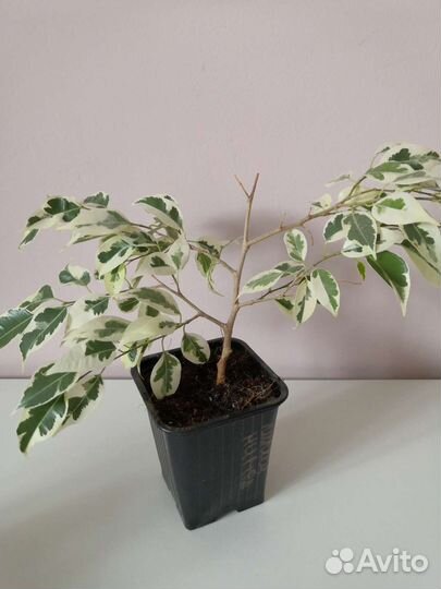 Фикус бенджамина