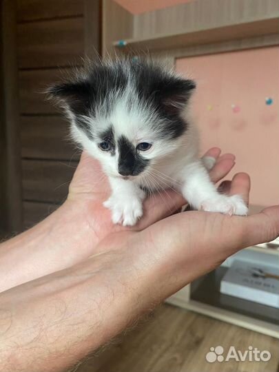 Котята в дар бесплатно