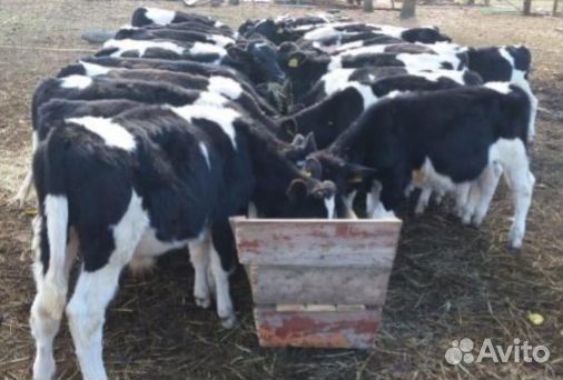 Бычки телята выпоенные от 2.5мес до 4мес