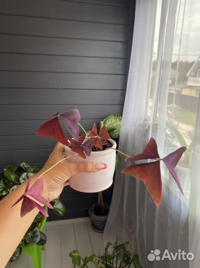 Цветы Оксалис (бабочки)