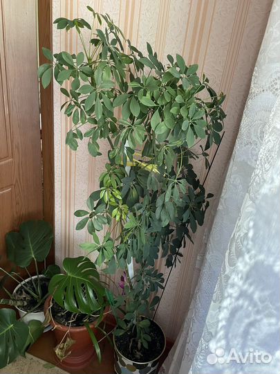 Цветы комнатные