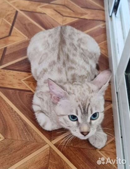 Бенгальская девочка серебро минк