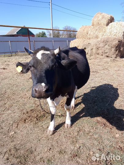 Корова дойная