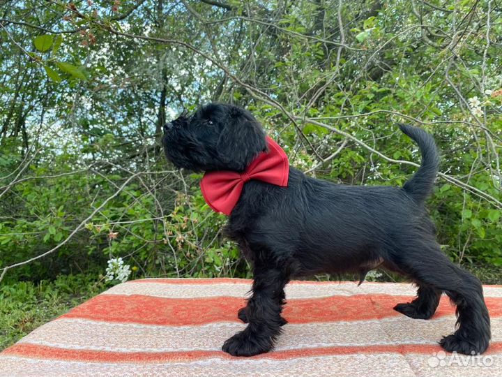 Цвергшнауцер черный