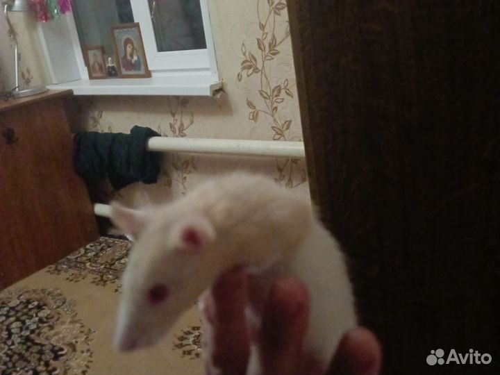 Крысы декаративные