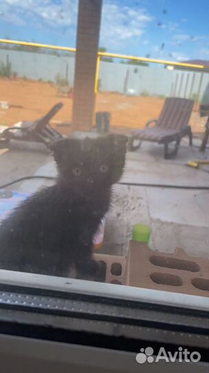 Котята в добрые руки бесплатно