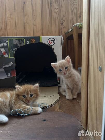 Котята, девочки. 1,5 месяца