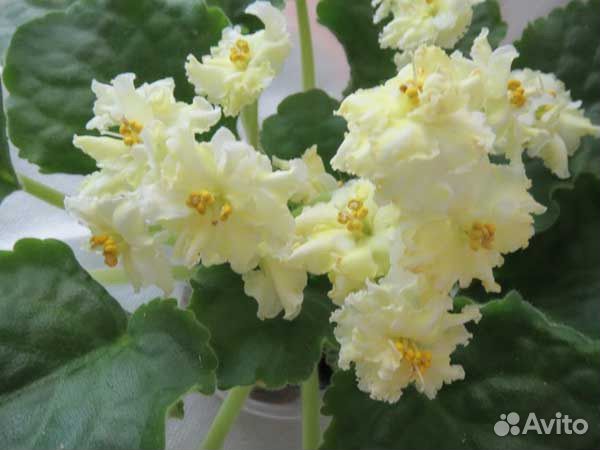 Детки сортовой фиалки Mellow Yellow