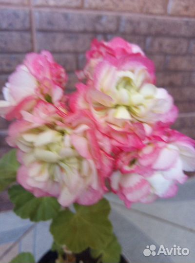 Пеларгония Apple blossom