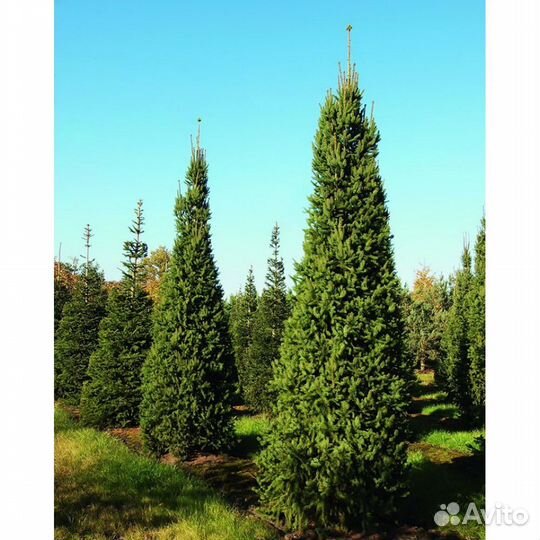 Ель для озеленения территории