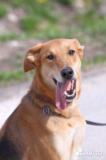 Мирочка- добрая собака ищет дом