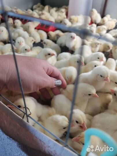 Цыплята бройлеры импортные Кобб 500, Росс 308