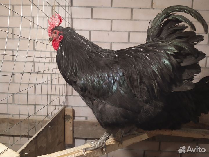 Яйцо билефельдера