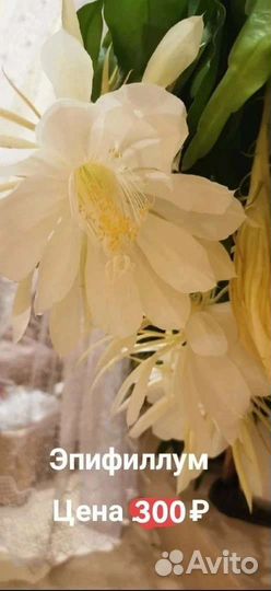 Эпифиллум
