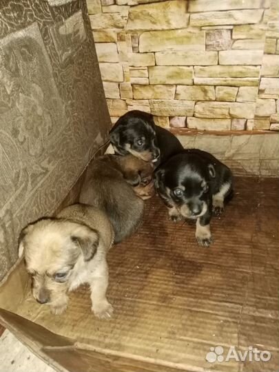 Щенки таксы бесплатно