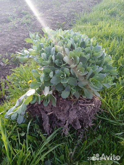 Цветы уличные многолетние