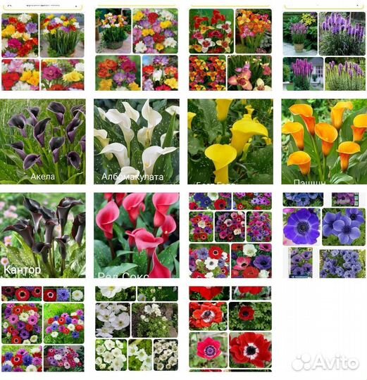 Гладиолусы коллекционные и сортовые