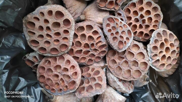 Лотос сухоцвет оптом и штучно, коробочка