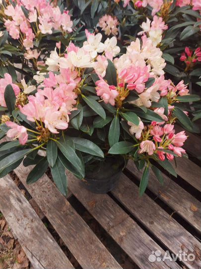 Рододендрон Percy Wiseman