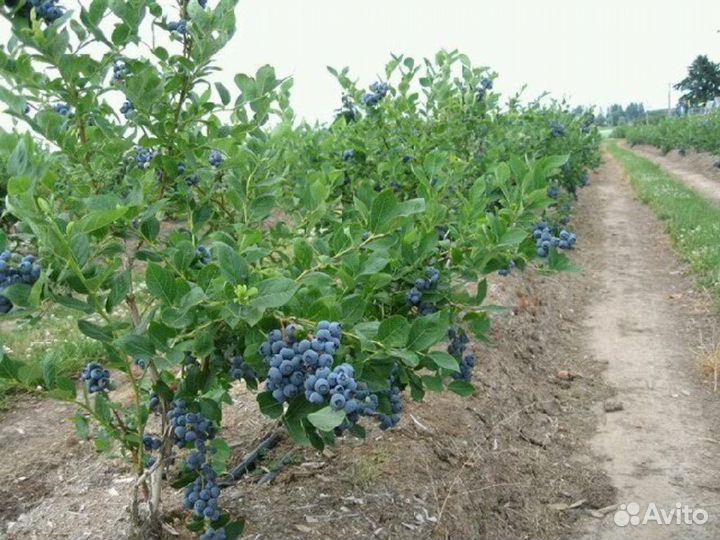 Саженцы голубики 4 и 5 летние плодоносящие